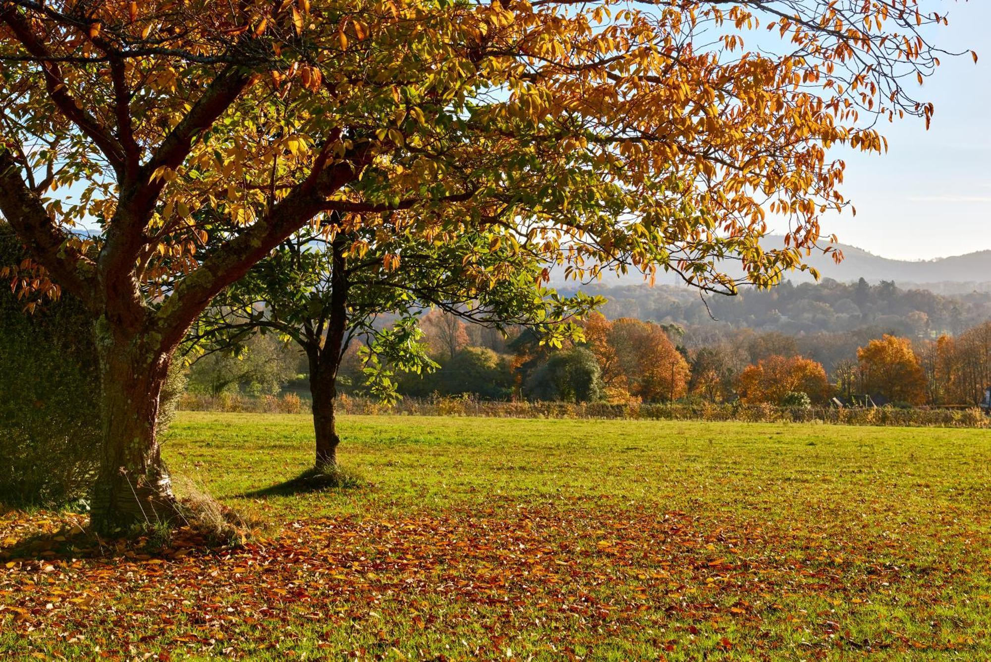 Garden Flat Near Goodwood With Stunning Views Lejlighed Petersfield Eksteriør billede